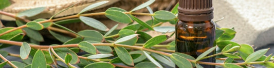 Clean and Green: How to Use Essential Oils for Natural Household Cleaning