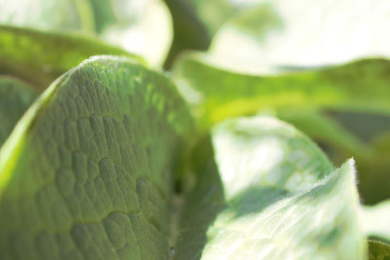comfrey leaf
