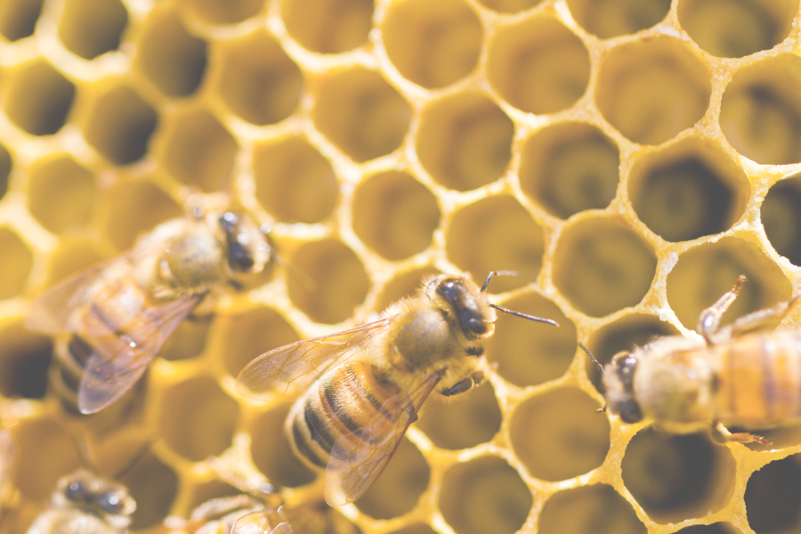Pros and Cons of Beeswax Candles