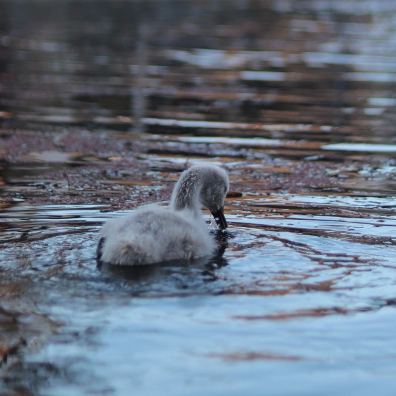 Handmade soap, essential oils, eco-friendly