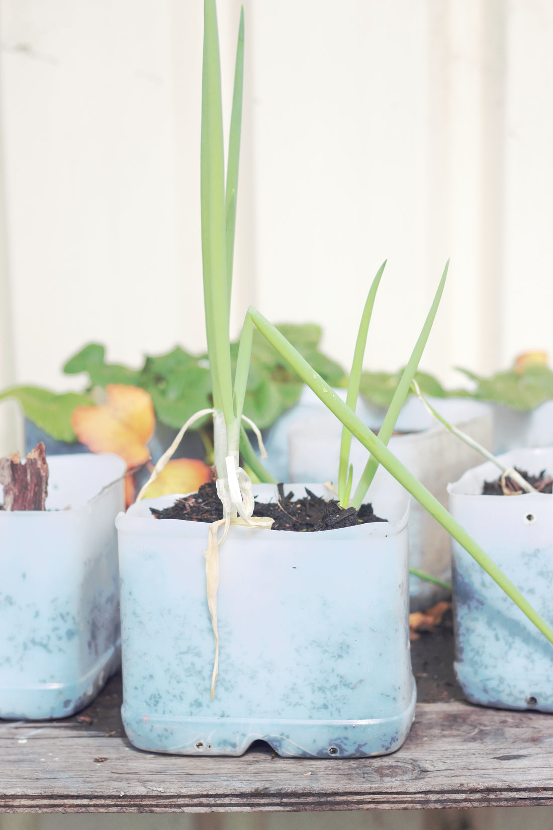 spring onions re grown in plastic milk bottles